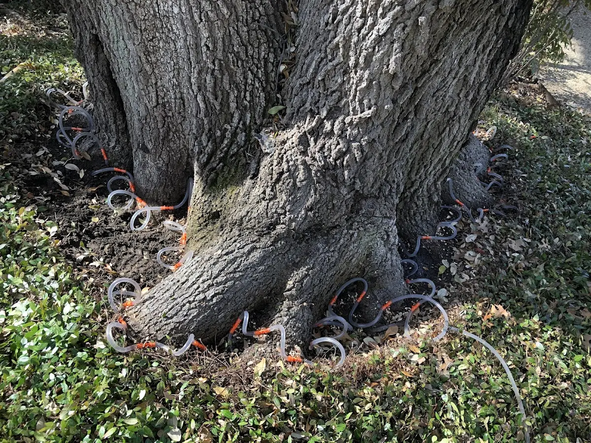 Detailed Tree Cabling and Bracing job site in Piru