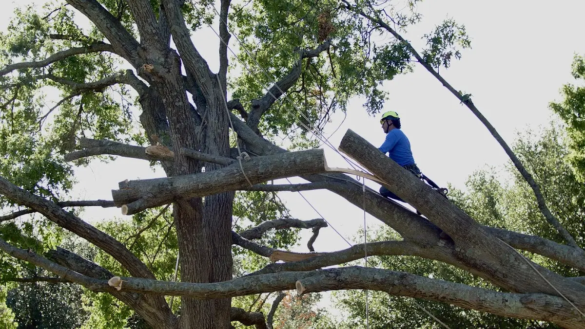 Professional Crown Thinning performed by certified arborists in Piru